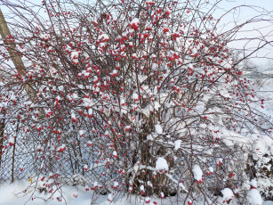 Картинка природа ягоды зима снег