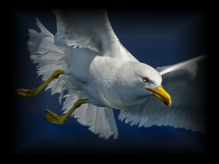 Картинка seagull животные Чайки бакланы крачки