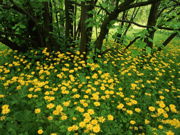 Обои картинки фото flowering, leopardsbane, scotland, цветы, луговые, полевые