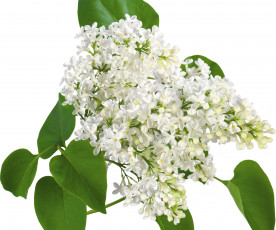 Картинка цветы сирень белые цветки весна май