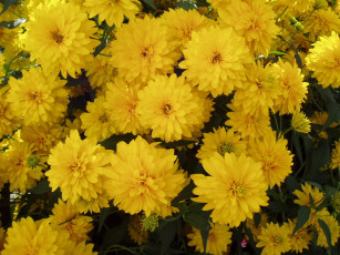 Картинка цветы рудбекия много желтые