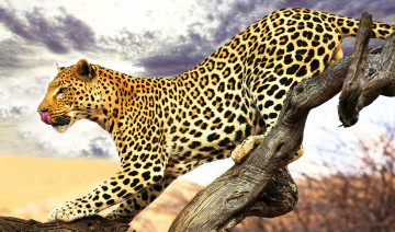 Картинка животные леопарды леопард язык ствол