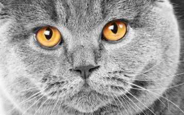 Картинка животные коты британский кошка кот