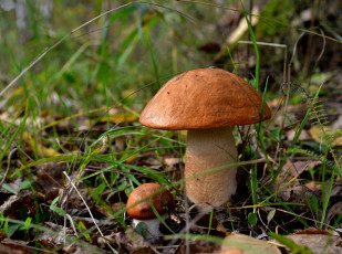 Картинка природа грибы трава подосиновики