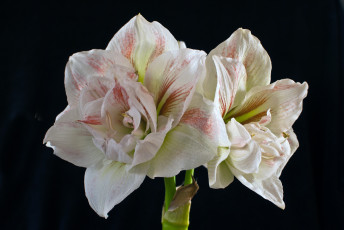 Картинка цветы амариллисы гиппеаструмы амарилис