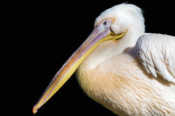 Картинка животные пеликаны клюв профиль