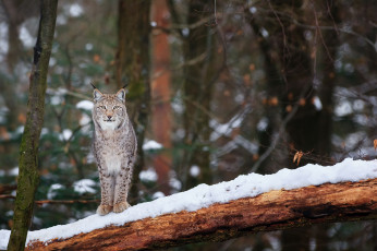 Картинка животные рыси кошка зима снег