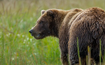 Картинка животные медведи медведь природа