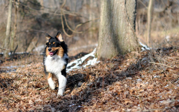 Картинка животные собаки осень лес собака