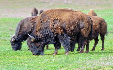 обоя животные, зубры, бизоны, american, bison, природа, лето