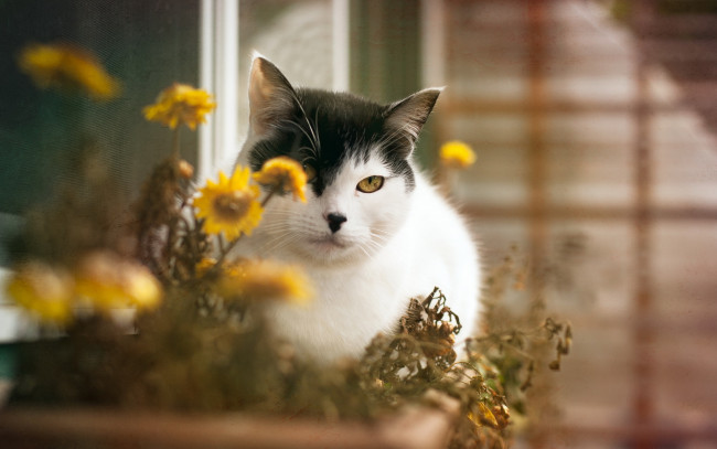 Обои картинки фото животные, коты, кошка, цветы, дом