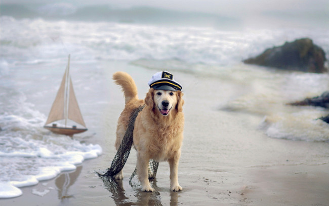 Обои картинки фото животные, собаки, собака, море, кораблик