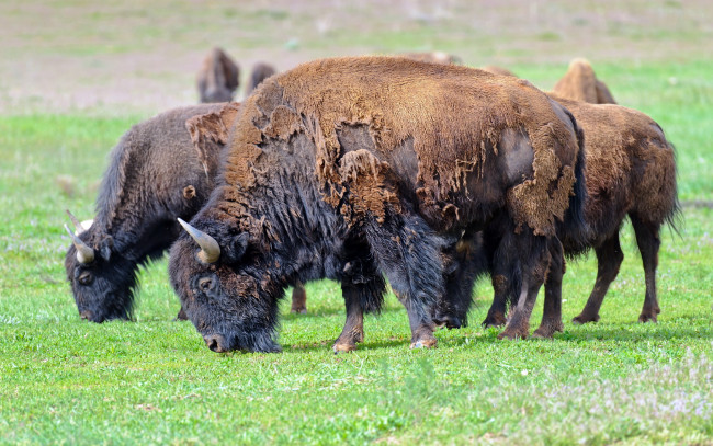 Обои картинки фото животные, зубры, бизоны, american, bison, природа, лето