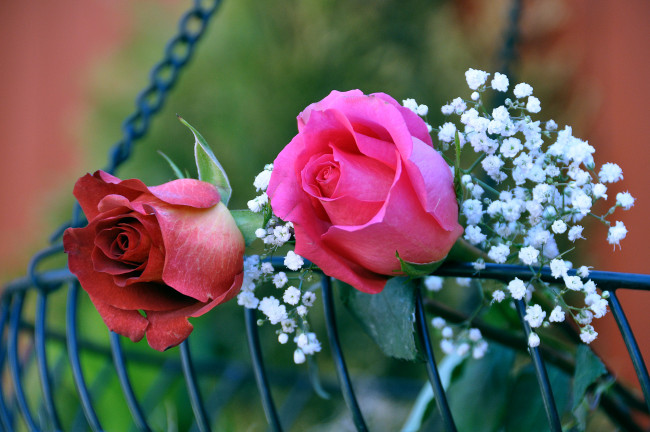 Обои картинки фото цветы, разные, вместе, розы, бутоны, гипсофила