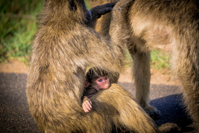 Обои картинки фото животные, обезьяны, дитёныш