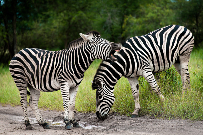 Обои картинки фото животные, зебры, южная, африка