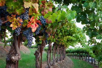 Картинка природа Ягоды +виноград кисти листья лоза виноградник