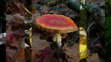 Картинка природа грибы гриб красный трава