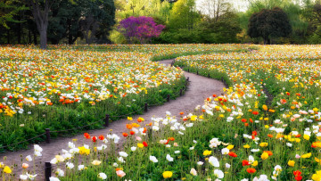 Картинка природа парк лето цветы