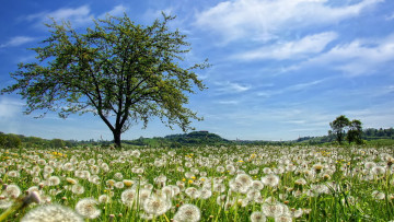 Картинка природа поля пух дерево горизонт небо одуванчики поляна зелень облака