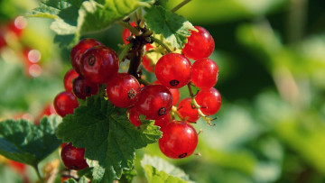 Картинка природа Ягоды красная смородина ягоды листья лето
