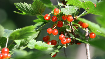 Картинка природа Ягоды лето ветка смородина красная ягода