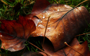 Картинка природа листья листочек капля роса макро листик macro вода
