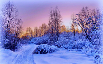 Картинка природа зима снег лес