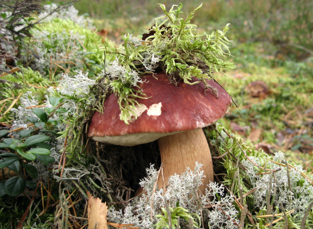 Обои картинки фото природа, грибы, мох