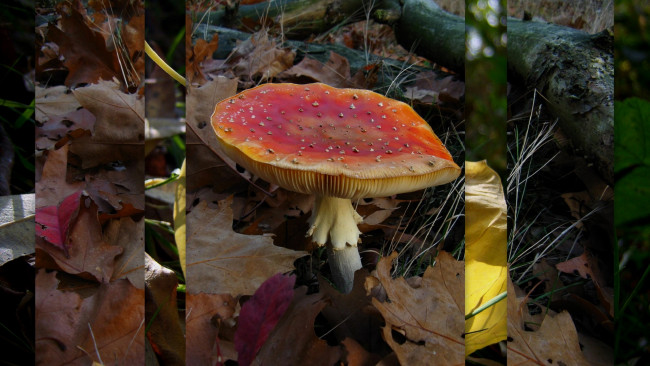 Обои картинки фото природа, грибы, гриб, красный, трава