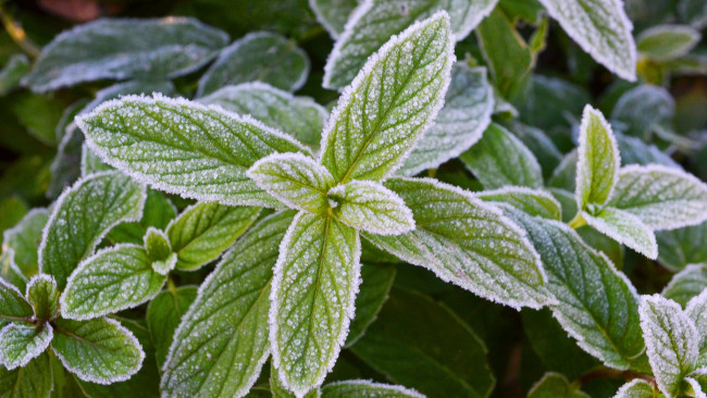 Обои картинки фото природа, листья, иней, мята, мороз, морозная, свежесть, зелень