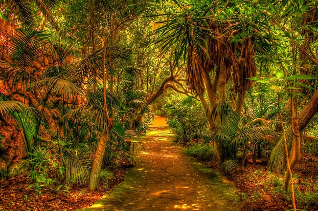 Обои картинки фото природа, тропики, тропинка, джунгли, парк