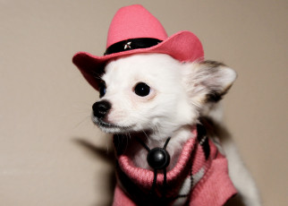 Картинка животные собаки шляпа собака щенок