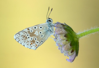Картинка животные бабочки +мотыльки +моли макро усики крылья бабочка