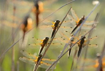 Картинка животные стрекозы трава солнечно макро