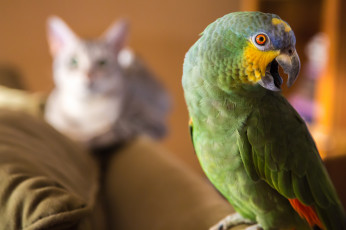 Картинка животные попугаи кот силуэт попугай зелёный