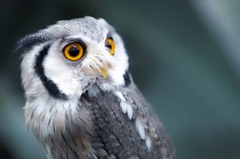 Картинка животные совы птица сова перья клюв глаза