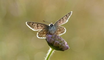 Картинка животные бабочки +мотыльки +моли насекомое бабочка травинка утро фон макро