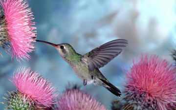 Картинка животные колибри природа птицы птичка цветы голубой фон