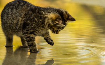 Картинка животные коты котёнок вода круги игра