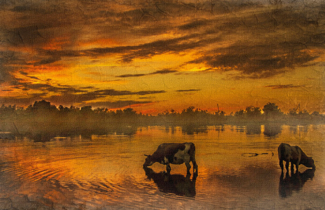 Обои картинки фото рисованное, животные, коровы, водопой, закат