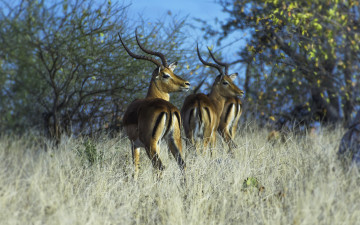 Картинка животные антилопы антилопа