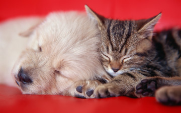 обоя животные, разные вместе, кошка, друзья, мило, спят, щенок, собака, диван, нитки, пряжа, котенок, красный