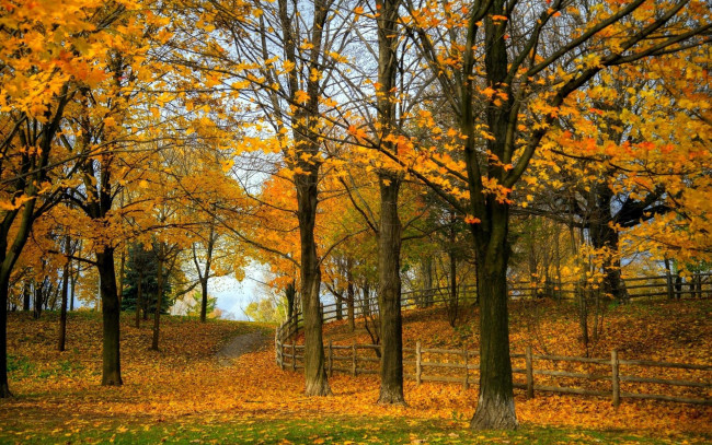 Обои картинки фото природа, парк, осень, деревья, листья, изгородь, забор