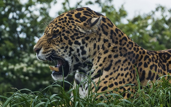 Обои картинки фото животные, леопарды, хищник