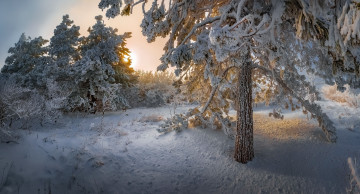 Картинка природа зима утро сосны деревья снег
