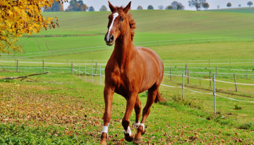 Картинка животные лошади изгородь луга рыжий конь