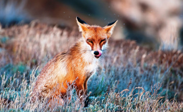 Картинка животные лисы язык трава лиса