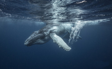 Картинка животные киты +кашалоты океан