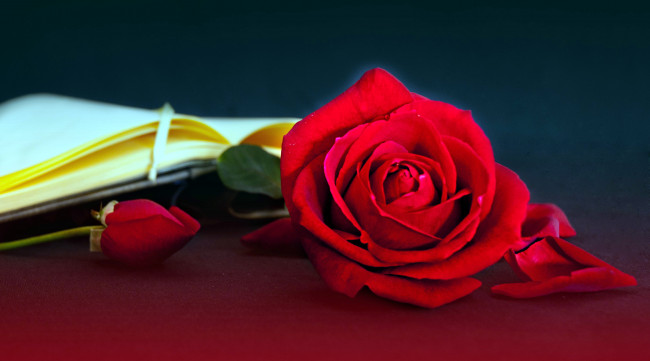 Обои картинки фото цветы, розы, алый